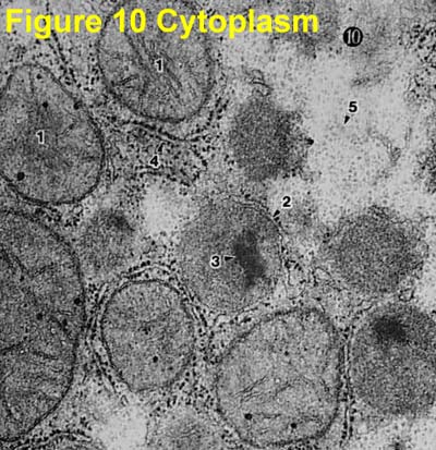 Animal Cell Diagram Under Electron Microscope Functions